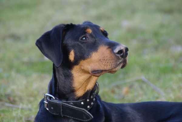 Dobermann-Rottweiler Mischling Sammy 3