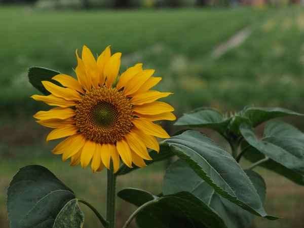 die freundliche erblüht