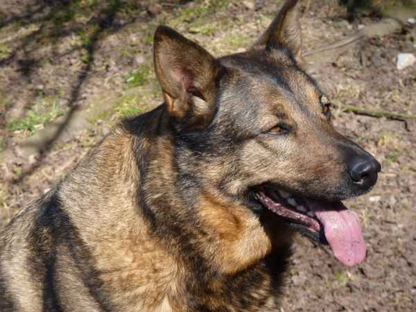 Schäferhund Mischling