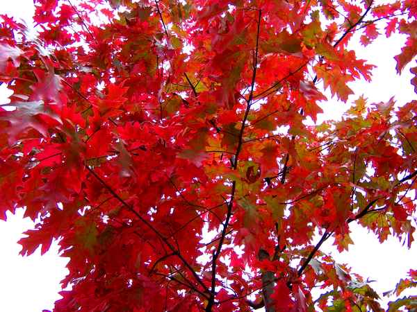Roter Oktober 3