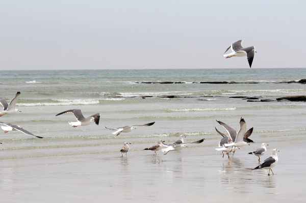 Oman - Vögel am Strand