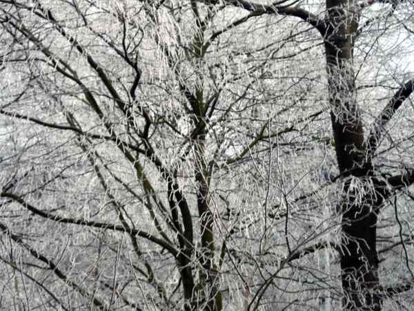 frostige Bäume