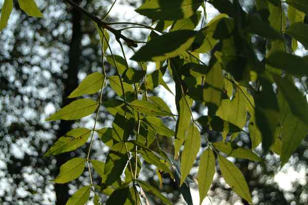 Herbst im Gegenlicht 2