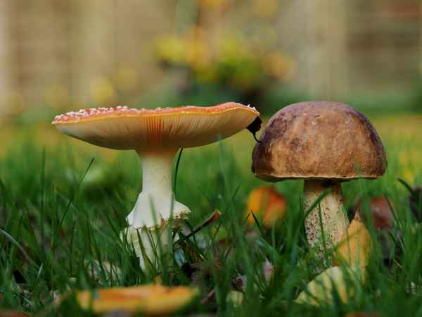 lecker und giftig