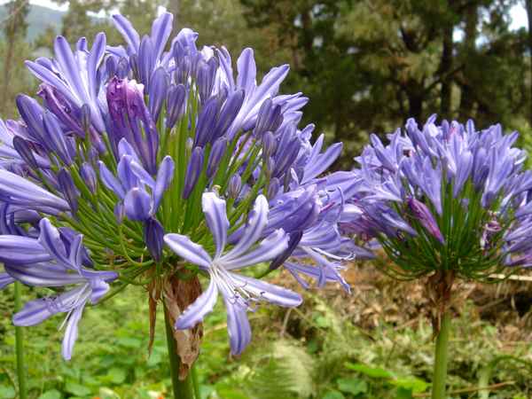 Liebesblume