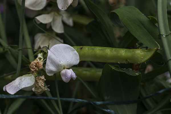 Erbsenblüte
