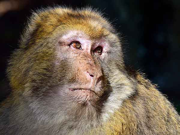 Berberaffe