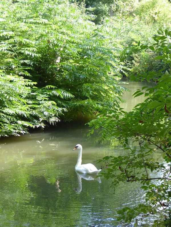 Schwimmender Schwan