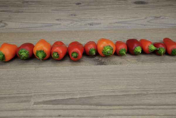 Paprika, Peperoni &#8211; fein säuberlich aufgereiht