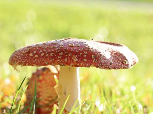 fliegenpilz im gegenlicht