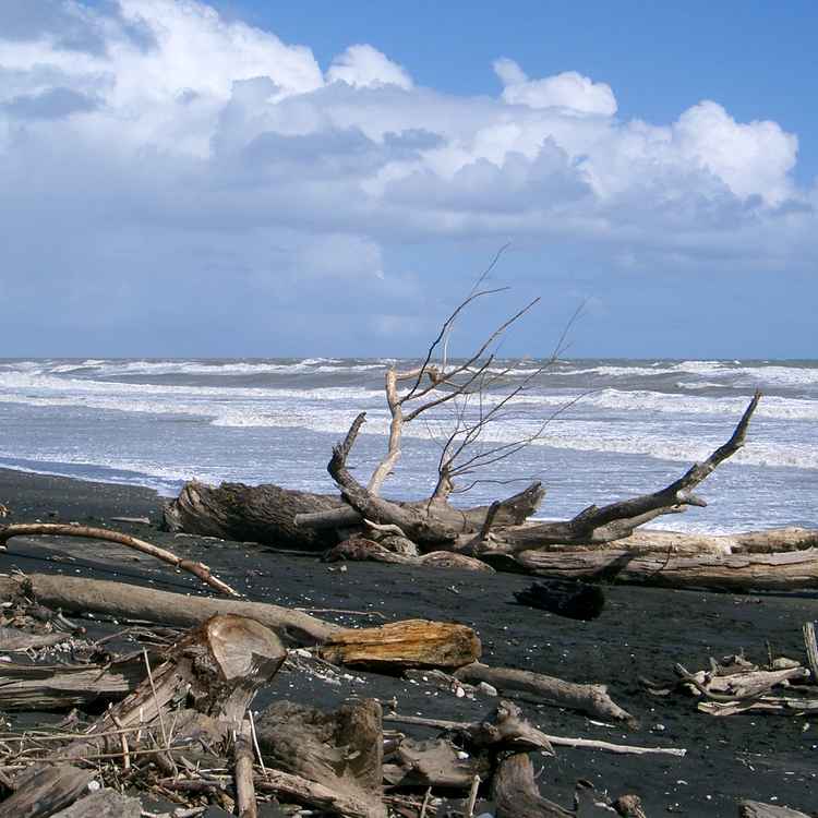 Strand & Meer & Strandgut
