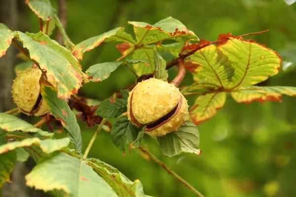 kastanienbaum im herbst