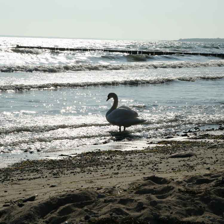 Schwan am Strand
