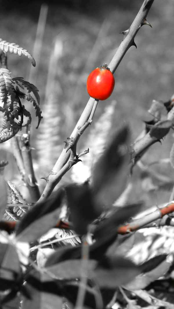 die letzte ihrer Art