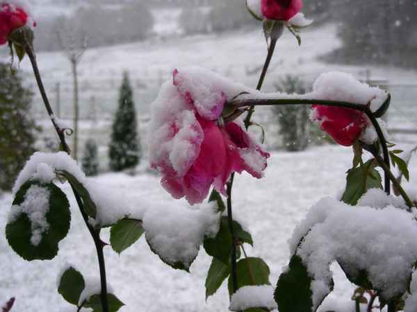 wintereinbruch 2