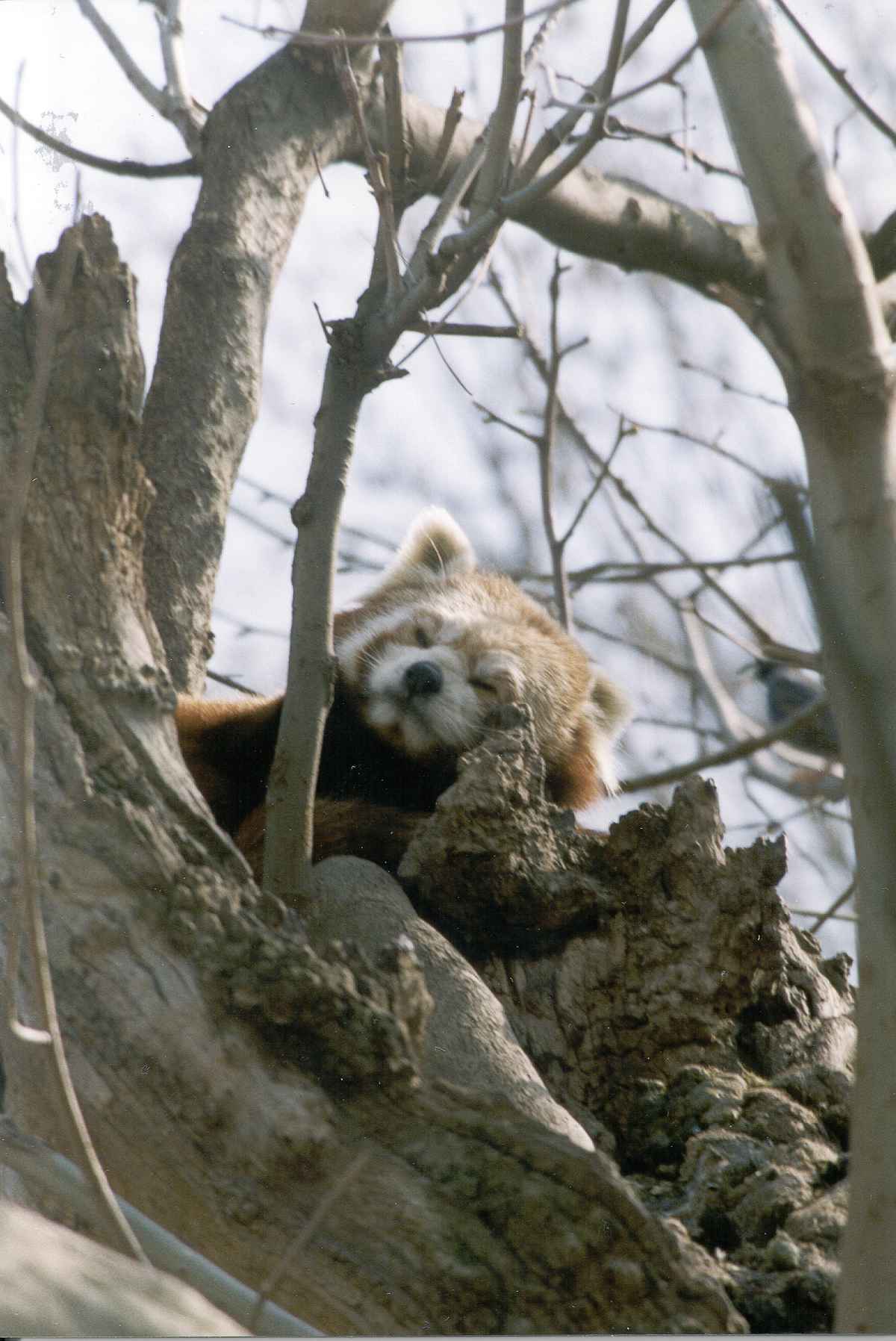 Kleiner Panda (2)