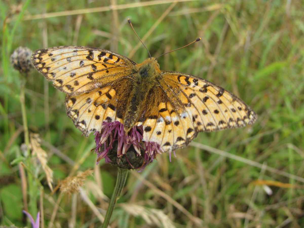 Großer Perlmuttfalter (Argynnis aglaja)