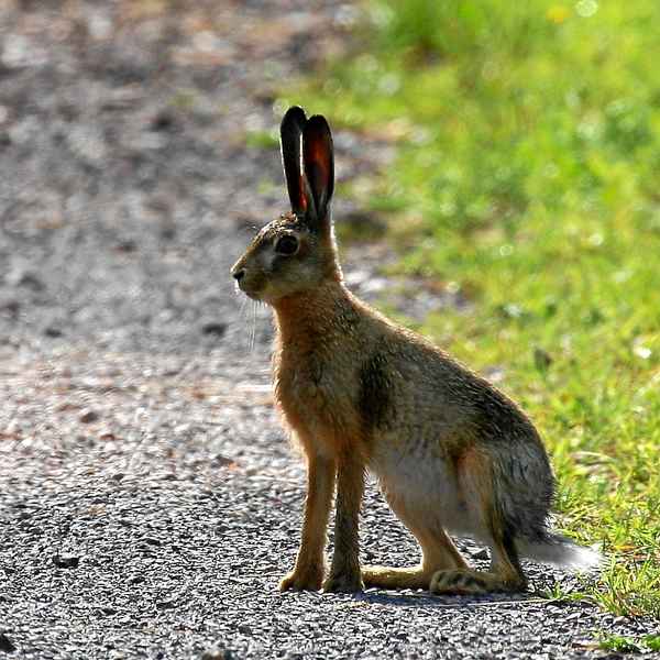 Hasi