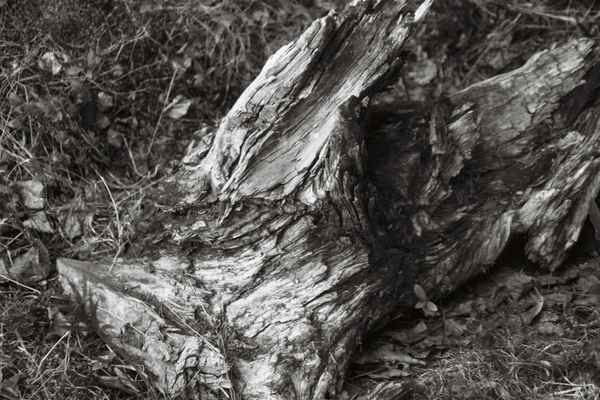 Verwitterter Baumstamm in Lappland