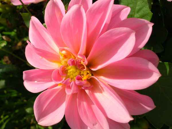 Dahlienblüte rosa