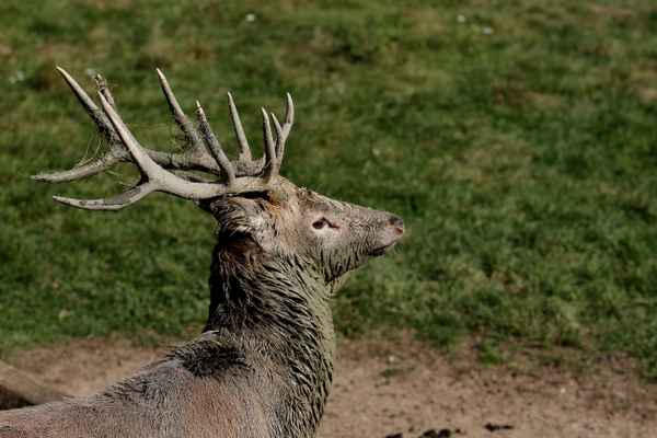 Platzhirsch