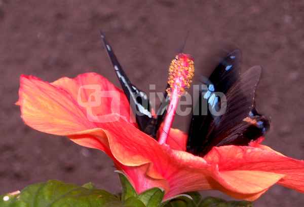 Schmetterling