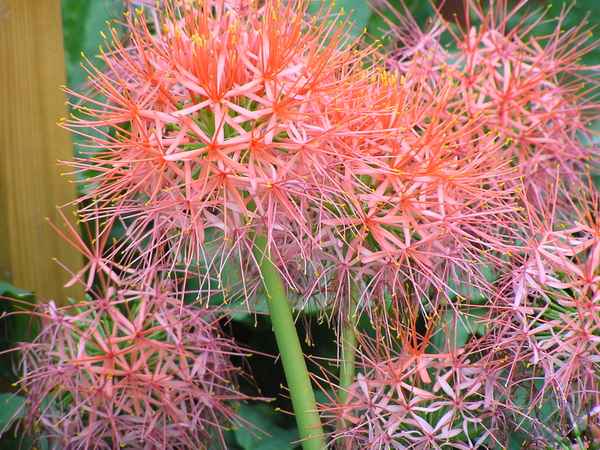 Lauchblüten (Allium)