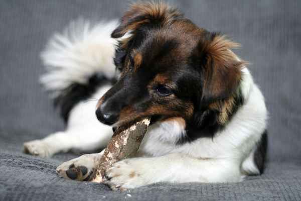 Hund