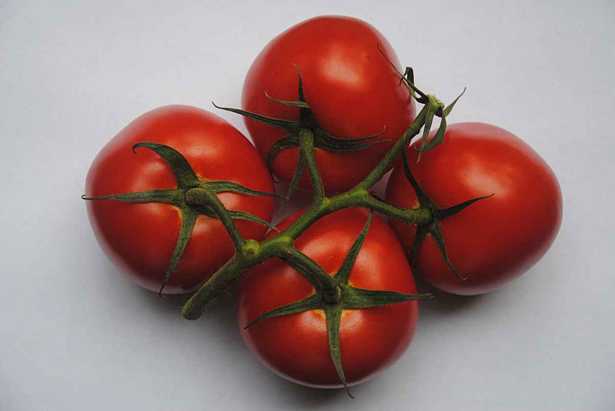 Strauchtomaten