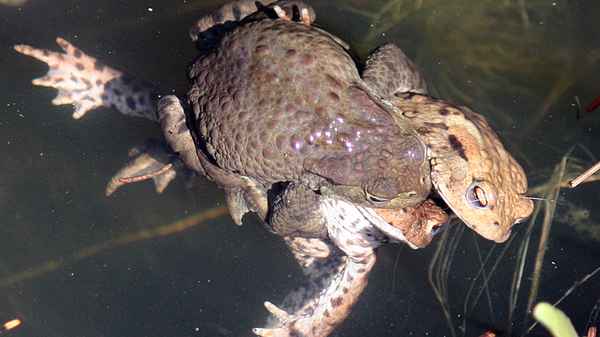 Frösche aus der Vogelperspektive