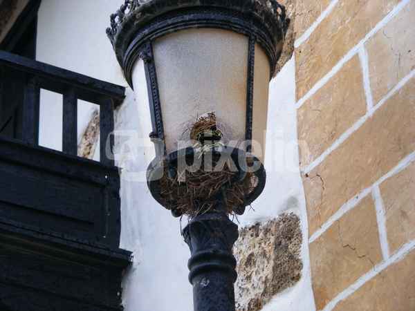 Nest-Laterne