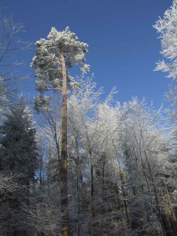 Winterreif im Odenwald, Serie 2