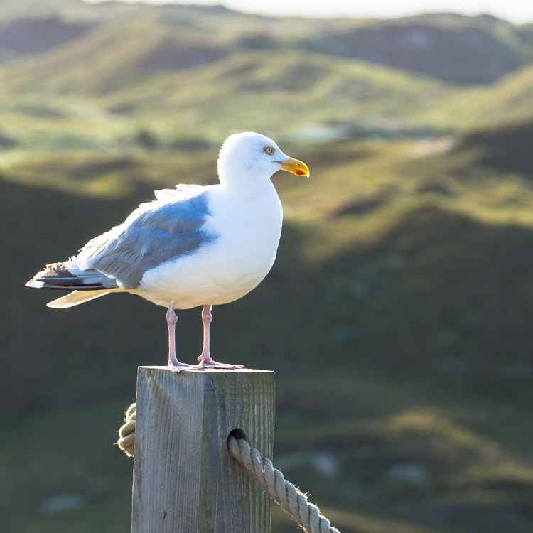 Die Chefin ist auf dem P(f)osten