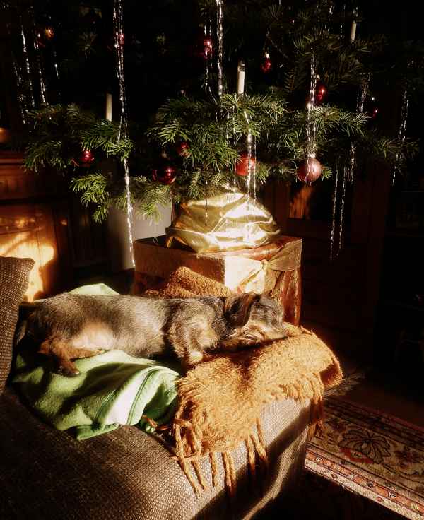 Tiere unterm Weihnachtsbaum