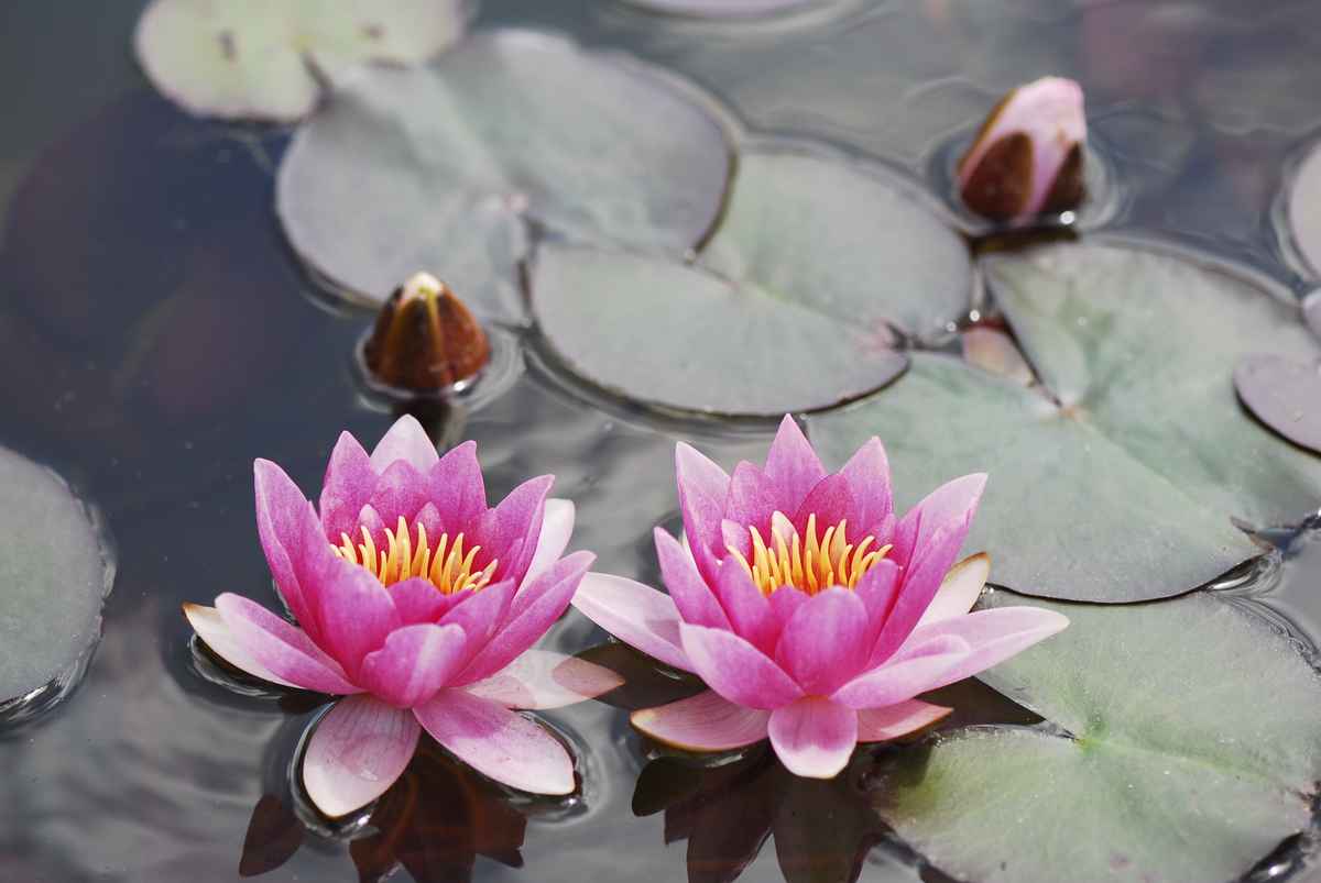 Seerose