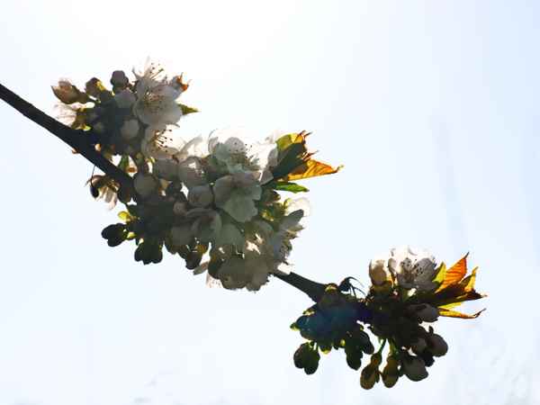 kirschblüte im gegenlicht
