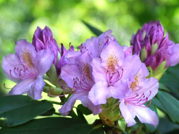Rhododendronblüte