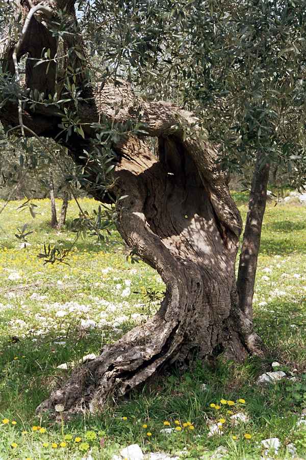 Olivenbaum 2