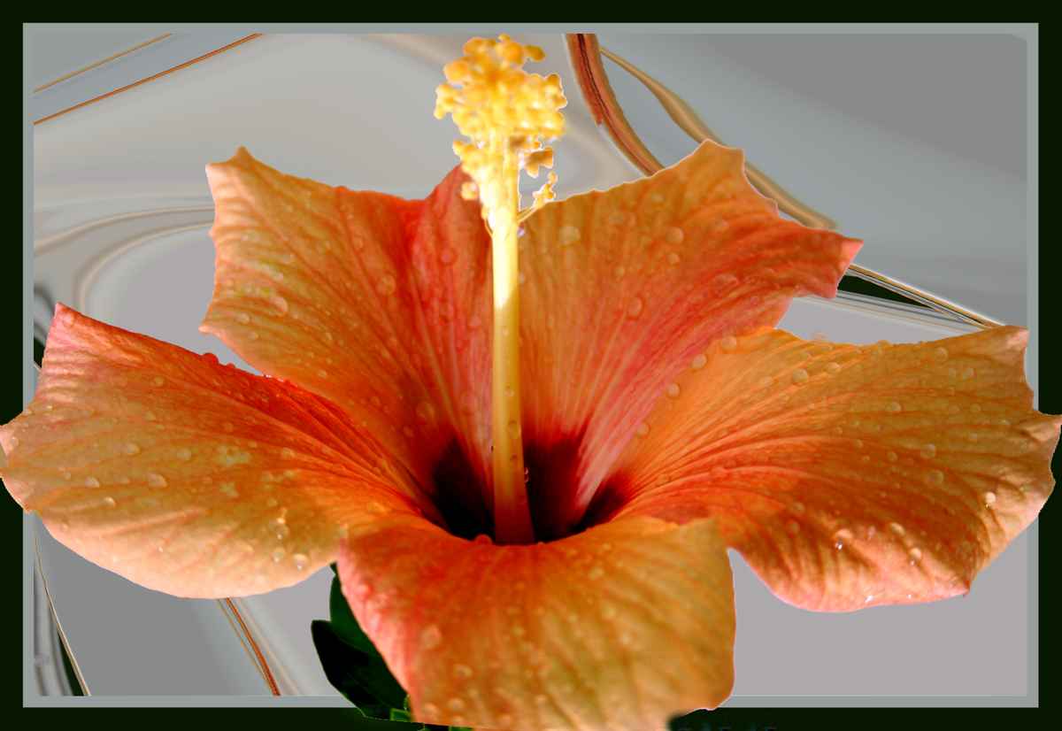 Hibiskusblüte