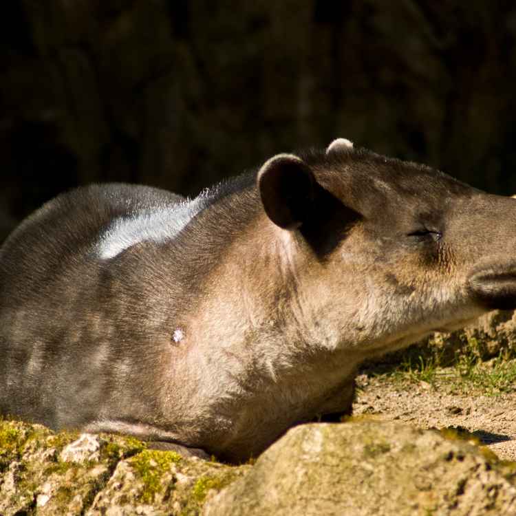 Tapir