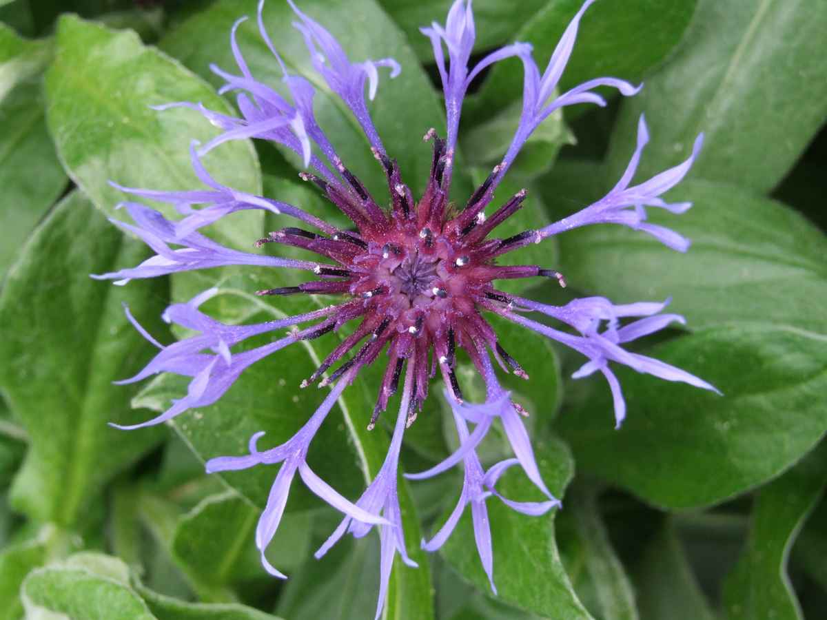 Kornblume