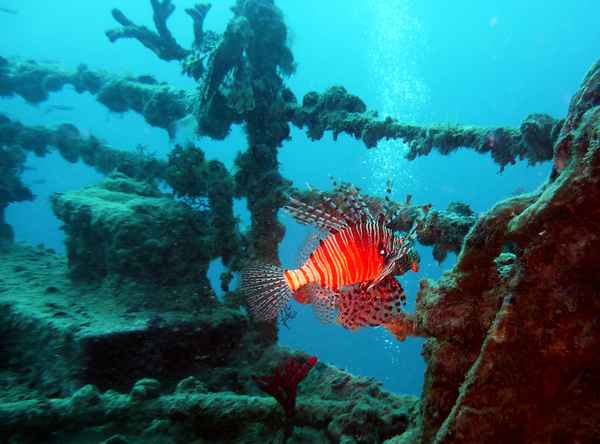 Rofeuerfisch am Wrack