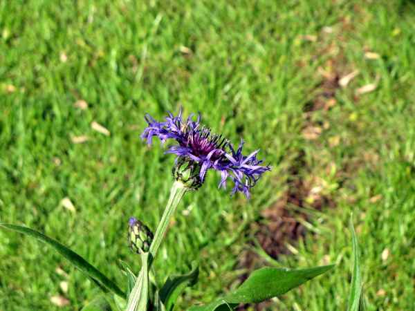 Kornblume