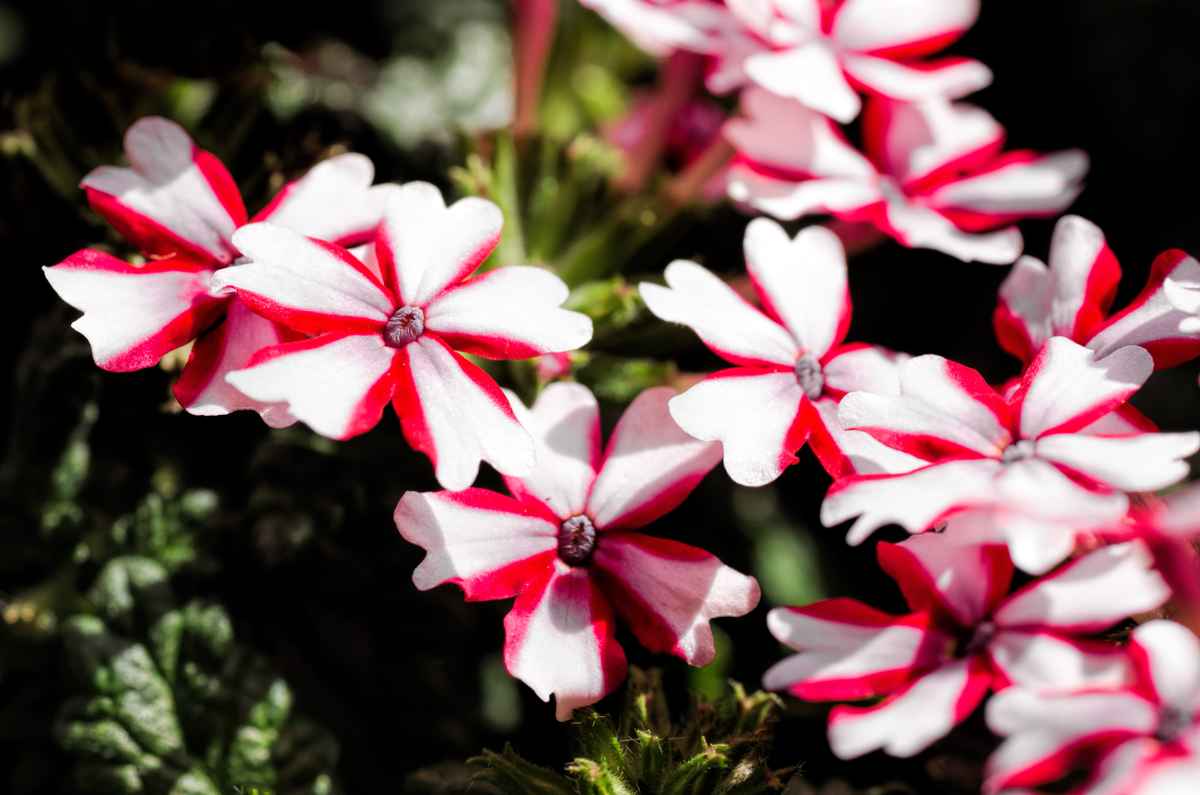 "Tempelritter-Blume"
