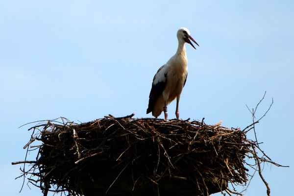 Storch im Nest