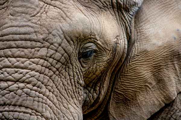 Elefant - Auge in Auge