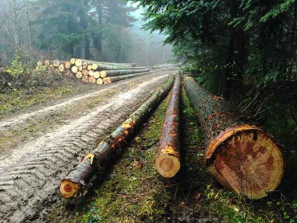 Holzernte im Herbst 2