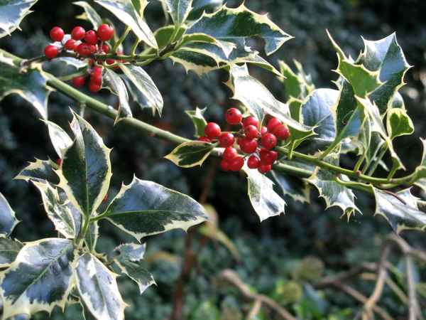 Ilex und die roten Früchte