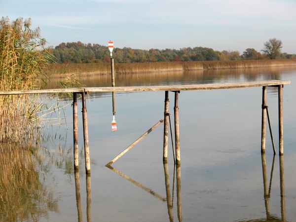 Steg am Bodensee im Naturschutzgebiet
