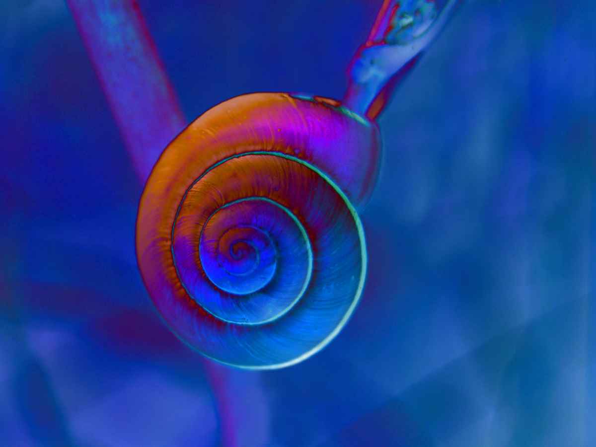 Spielerei mit einem Schneckenhaus :o)